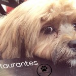 Blog da Farofa – Pets e restaurantes, uma relação que pode dar certo.