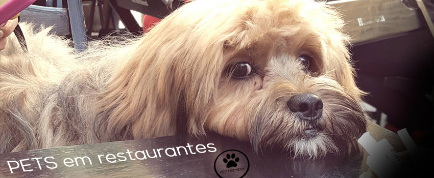 Blog da Farofa – Pets e restaurantes, uma relação que pode dar certo.
