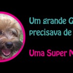 Blog da Farofa, a pequena mascote do Clube da Alice