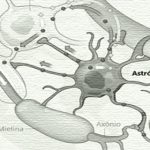 Pesquisa brasileira com astrócitos lança novos horizontes possíveis para o autismo