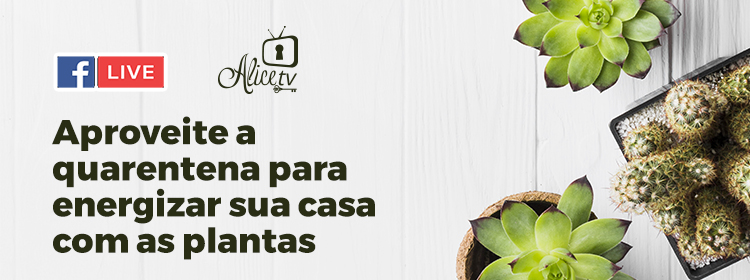 Plantas para energizar a casa e a vida