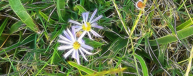 As flores e as ervas daninhas